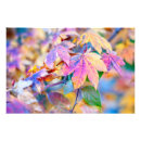 Suche nach ahornbaum poster Herbstfarben