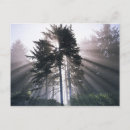 Recherche de grand format cartes postales Arbre