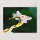 Suche nach libellen postkarten Insekten