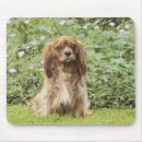 Recherche de cavalier king charles tapis souris Dog