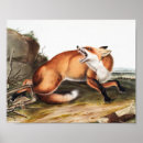 Recherche de nord américain posters Faune
