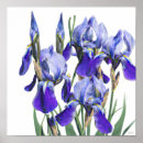 Recherche de iris bleu Vintage