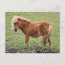 Suche nach pony postkarten Reiter