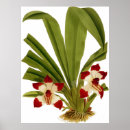 Suche nach rote orchidee poster Für sie