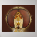 Suche nach kopf poster Tiere