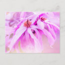 Recherche de floraison cartes postales Rose