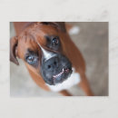 Recherche de boxeur cartes postales Canine