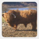 Recherche de cattle autocollants Vache