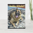 Recherche de berger autres Dog