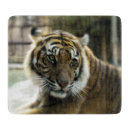 Recherche de tigre planches à découper Faune