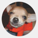 Suche nach lustige chihuahua aufkleber Bezaubernd