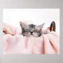 Suche nach schlafen poster Katze