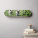 Recherche de chien skateboards Frenchie