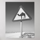 Suche nach kamele poster Naher osten