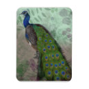 Recherche de oiseau exotique magnets Paon