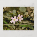 Suche nach rosa wilde blume postkarten Quelle