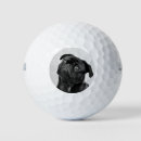 Recherche de de bouvier Chien