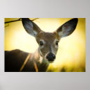 Recherche de cerf virginie posters Animaux