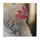Suche nach rooster fliesen Geflügel