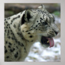 Suche nach schnee leopard poster Katze