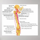 Recherche de artères posters Anatomie