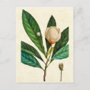 Suche nach botanische illustration postkarten Redoute