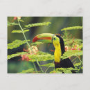 Recherche de oiseau caréné Grand