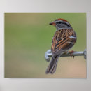 Suche nach wing kunst Bird