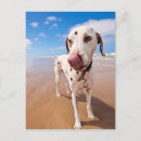 Recherche de chien dalmatien cartes postales Plage