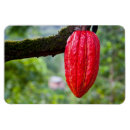 Recherche de cacao magnets Nourriture