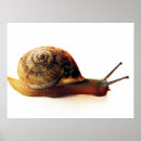 Suche nach abgeschieden poster Tier