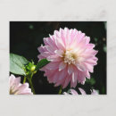 Suche nach rosa dahlie blumen postkarten Für sie
