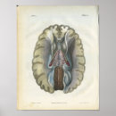 Suche nach gehirne poster Vintage