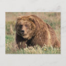 Recherche de kodiak alaska cartes postales Nature