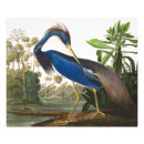 Suche nach john james audubon poster Wild