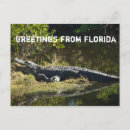 Suche nach amerikanischer alligator postkarten Zähler