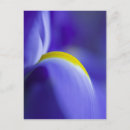 Recherche de iris bleu cartes postales Violet