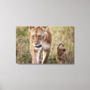 Suche nach löwin leinwandbilder Safari