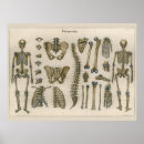 Recherche de colonne vertebrale art Médical