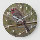 Suche nach finke wanduhren Tierwelt
