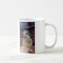 Recherche de perruches tasses Oiseau