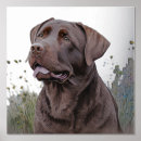 Recherche de chocolat labrador posters Amoureux des animaux