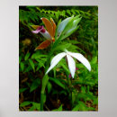 Suche nach wilde orchidee poster Orchideen