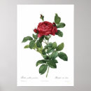 Suche nach rosa gallica poster Vintag