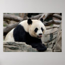 Suche nach giant poster Tiere