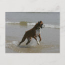 Recherche de pam cartes postales Photographe canin