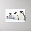 Suche nach pinguine leinwandbilder In voller länge