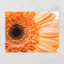 Suche nach orange gerbera postkarten Foto