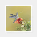 Recherche de colibri photographie Photographie de la nature