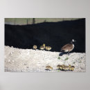 Recherche de canadien posters Oiseau